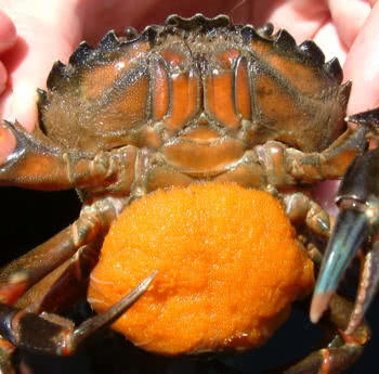 Carcinus maenas in beri